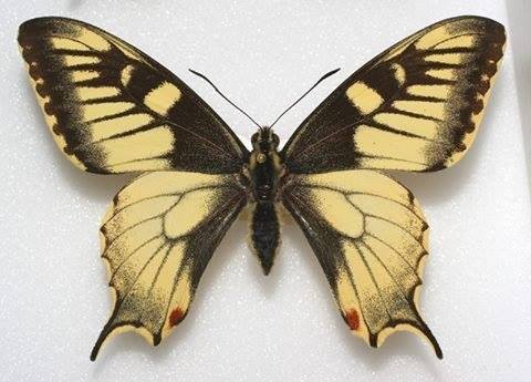 Papilio machaon (interesting yellow aberrant, FB) [Internet image property of respective owner, non commercial use only]